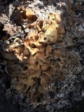 Peziza proteana f. proteana image