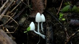 Coprinopsis lotinae image