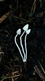 Coprinopsis lotinae image