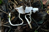 Coprinopsis lotinae image