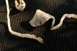 Coprinopsis lotinae image