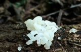 Ductifera pululahuana image
