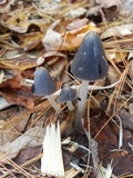Coprinopsis cinerea image