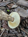Leccinellum pseudoscabrum image