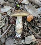 Leccinellum pseudoscabrum image