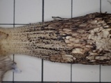 Leccinellum pseudoscabrum image
