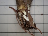 Leccinellum pseudoscabrum image
