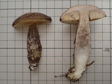 Leccinellum pseudoscabrum image