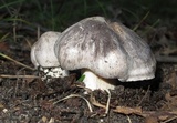 Tricholoma terreum image