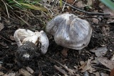 Tricholoma terreum image