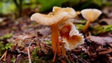 Hygrocybe insipida image