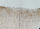 Leccinellum pseudoscabrum image