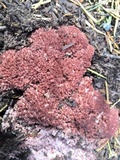 Ramaria rubripermanens image