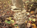 Bjerkandera adusta image