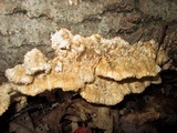 Trametes trogii image