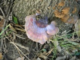 Ganoderma curtisii image