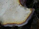 Ganoderma curtisii image