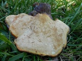 Ganoderma curtisii image