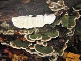 Cerrena unicolor image