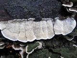 Cerrena unicolor image