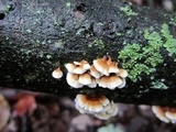 Plicaturopsis crispa image