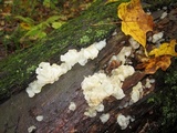 Ductifera pululahuana image