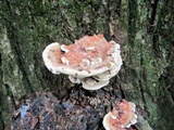 Ganoderma sessile image
