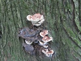 Ganoderma sessile image