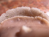 Helvella compressa image