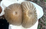 Coprinopsis insignis image