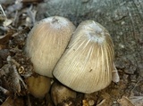 Coprinopsis insignis image