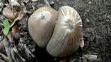 Coprinopsis insignis image