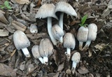 Coprinopsis insignis image