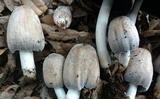 Coprinopsis insignis image