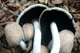 Coprinopsis insignis image