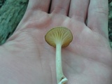 Chrysomphalina strombodes image