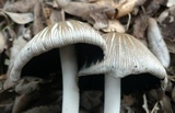 Coprinopsis insignis image