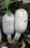 Coprinopsis insignis image