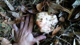 Lepista personata image