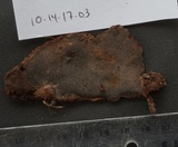Bjerkandera adusta image