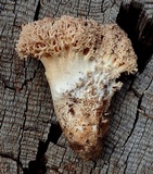 Ramaria subviolacea image