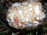 Clitocybe sclerotoidea image