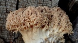Ramaria subviolacea image