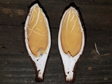Chorioactis geaster image