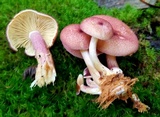 Tricholomopsis rutilans image
