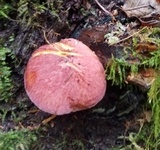 Tricholomopsis rutilans image