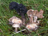 Clitocybe sclerotoidea image
