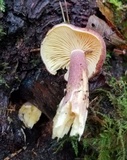 Tricholomopsis rutilans image