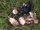 Clitocybe sclerotoidea image