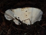 Heterobasidion annosum image